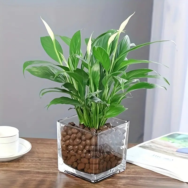 1LB Reusable Hydroponic Clay P - Clay Pebble Growing บทวิจารณ์และราคา